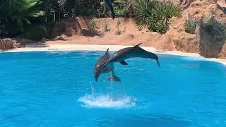 LORO PARQUE - Delfíny