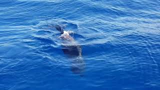 Vorvaň tuponosý je najväčší druh zubatých veľrýb